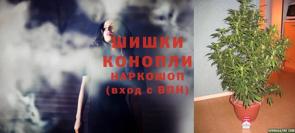 сатива Аркадак